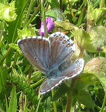 Himmelblauer Bläuling(Polyommatus bellargus ♂)