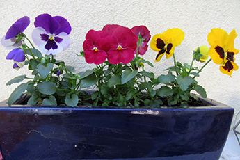 Viele bunte Stiefmütterchen