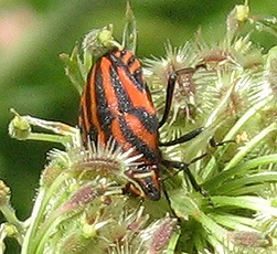 Streifenwanze (Graphosoma lineatum)
