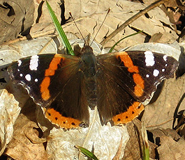  Admiral (Vanessa atalanta)