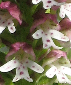 Orchis ustulata (макросъёмка)