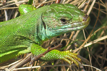 Westliche Smaragdeidechse (Lacerta bilineata*)