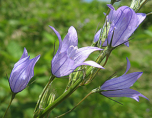 Rapunzel-Glockenblume (Campanula rapunculus)