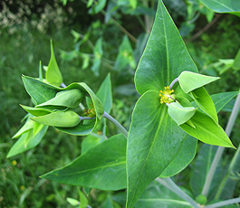 Unbekannte Wolfsmilch (Euphorbia ?)