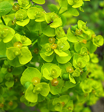 Zypressen-Wolfsmilch (Euphorbia cyparissias)