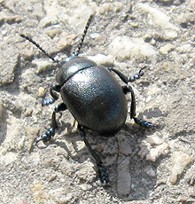 Kleiner Tatzenkäfer (Timarcha goettingensis goettingensis)