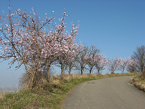 Mandelblüte Anfang März